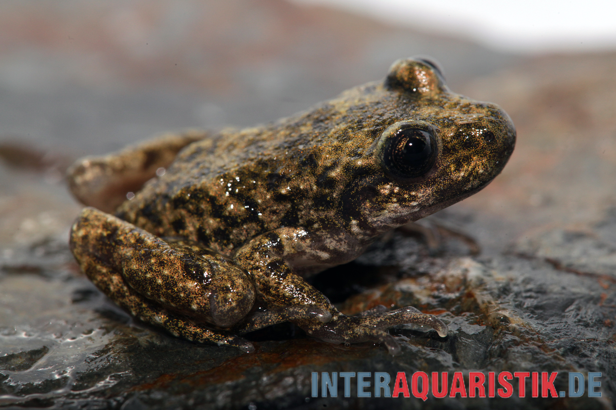 Nahaufnahme: kleiner Frosch auf nassem Felsen Braun-grün gefleckter Frosch auf nassem Stein, Nahaufnahme